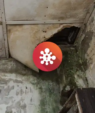 mold ig
