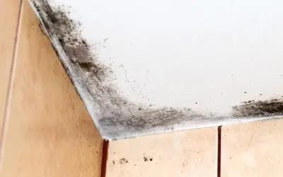 , Creating a better future and preserving the past, Titan Restoration Construction Mold Remediation vs. Mold Removal: Which Service Does Your West Palm Beach Home Need?
