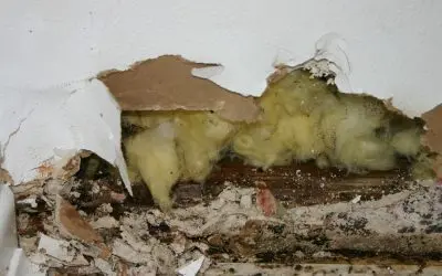 Best Mold Damage Restoration Solutions for Palm Beach Homes This Rainy Season