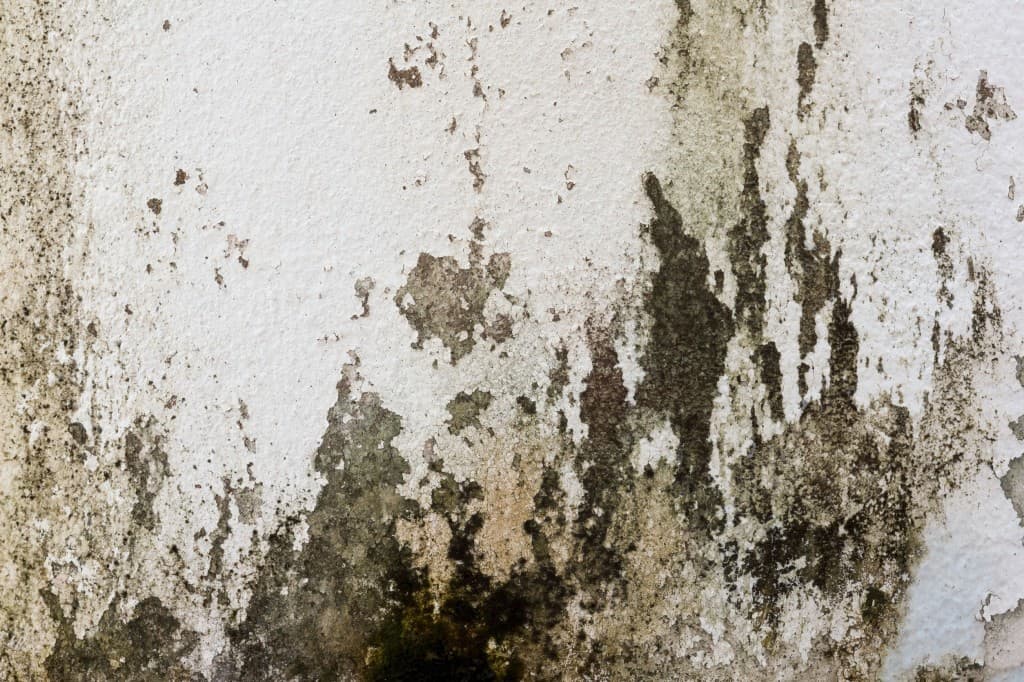 Mold Remediation Delray Beach, Mold Remediation Delray Beach, Titan Restoration Construction