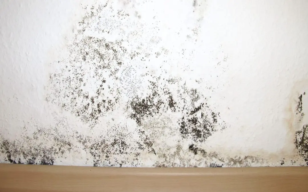 Best Mold Remediation Tips for West Palm Beach Homes During Humid July Weather