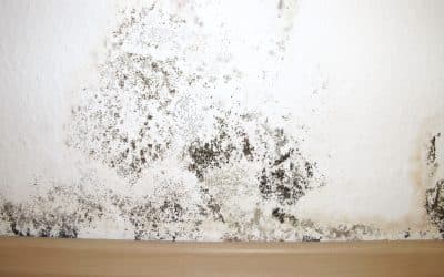 Best Mold Remediation Tips for West Palm Beach Homes During Humid July Weather