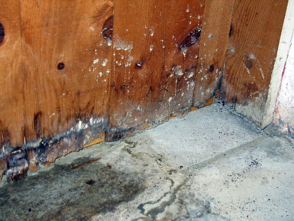 Mold Remediation Jupiter, Mold Remediation Jupiter, Titan Restoration Construction