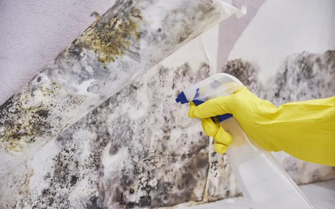 How to Remove Mold Yourself Safely