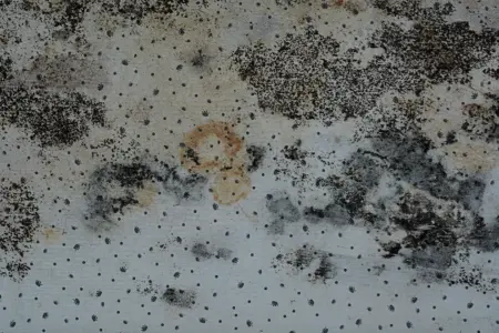 Black Mold Damage