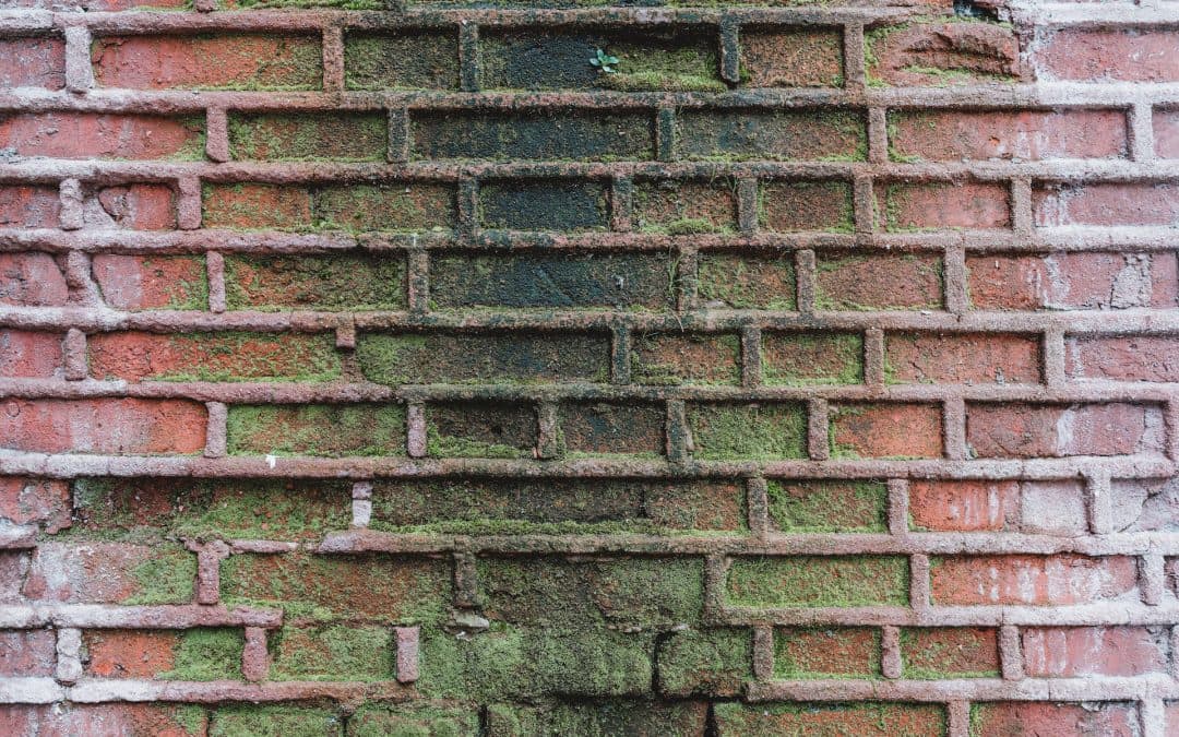 Effective Mold Removal and Prevention in South Florida Properties: Expert Strategies and Solutions