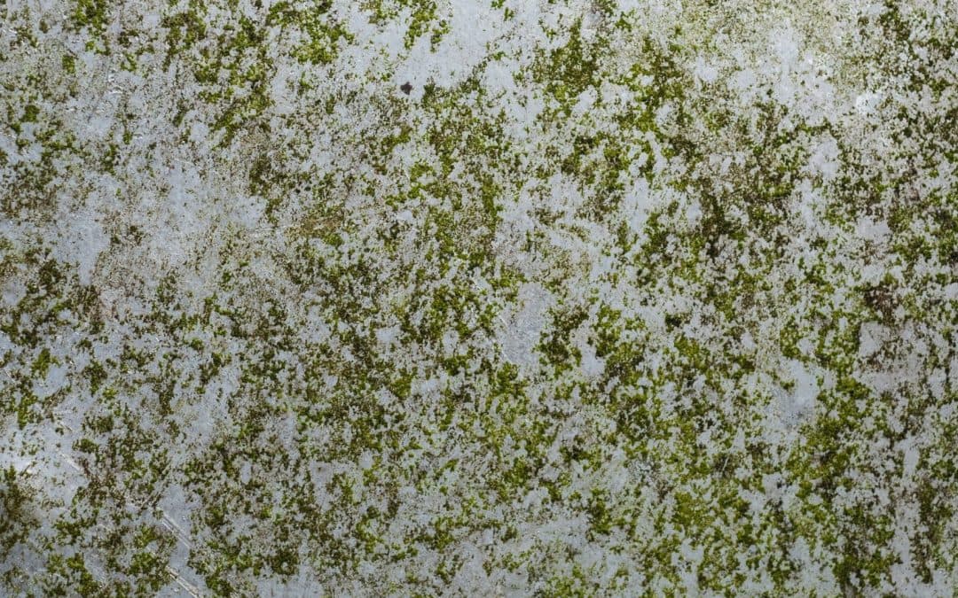 Essential Mold Prevention Checklist for Homeowners: A Guide