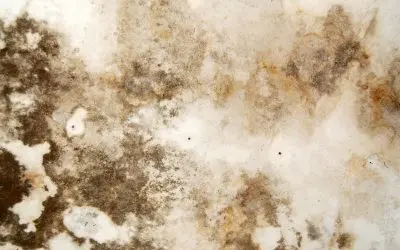Why South Florida’s Humidity Makes Mold Remediation a Priority After Water Damage
