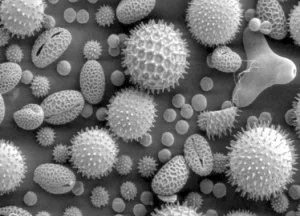 what health problems are caused by mold, What Health Problems Are Caused by Mold?, Titan Restoration Construction mold growth