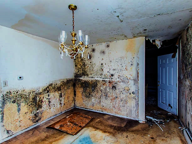 mold growth