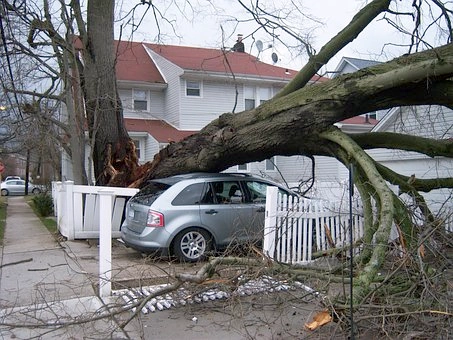 fallen trees