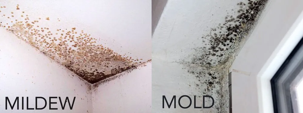 Mold vs. Mildew: What Every West Palm Beach Homeowner Needs to Know for a Healthier Home