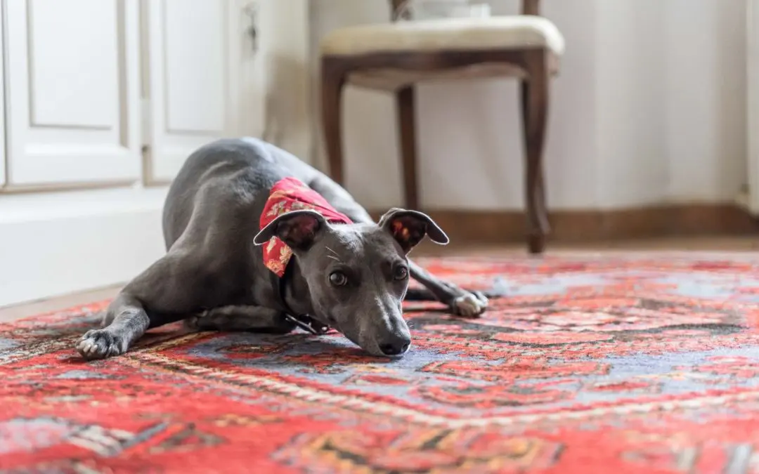 Removing Deep-Set Pet Odors From Valuable Area Rugs