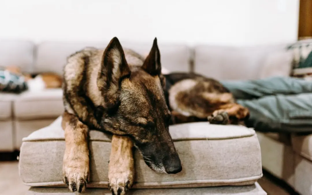 Eliminating Pet Odors and Stains: Professional Carpet and Upholstery Solutions