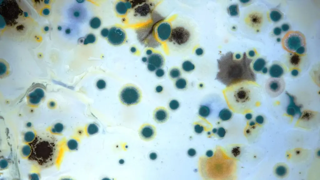 Mold Testing