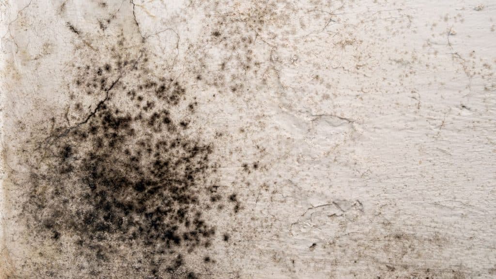 commercial mold remediation hutchinson ks