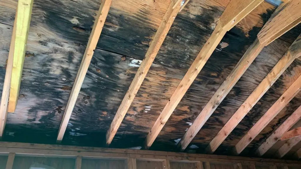 Top Mold Remediation
