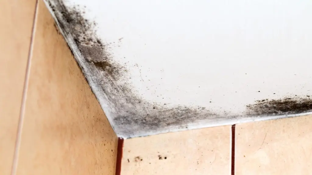 eco friendly mold removal hutchinson ks