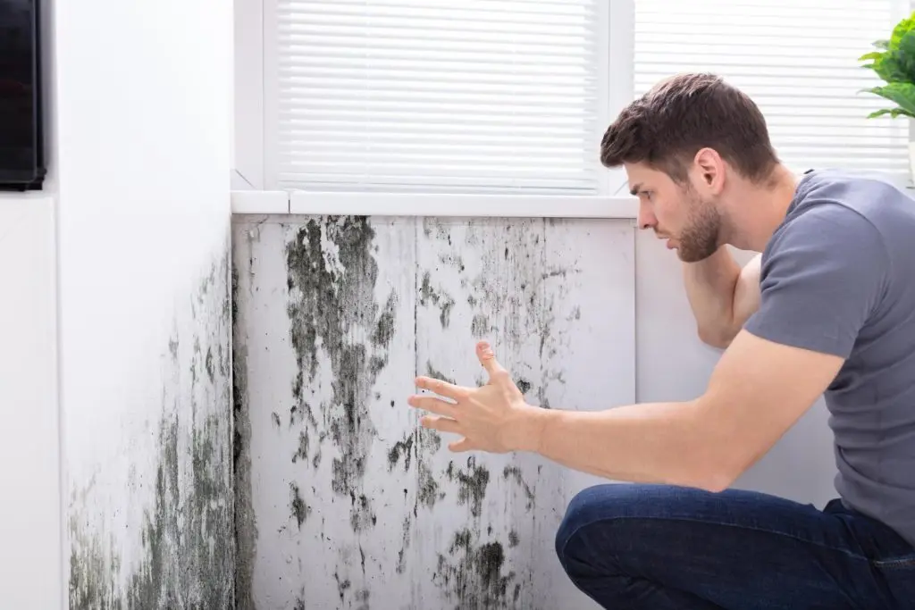 Mold Remediation