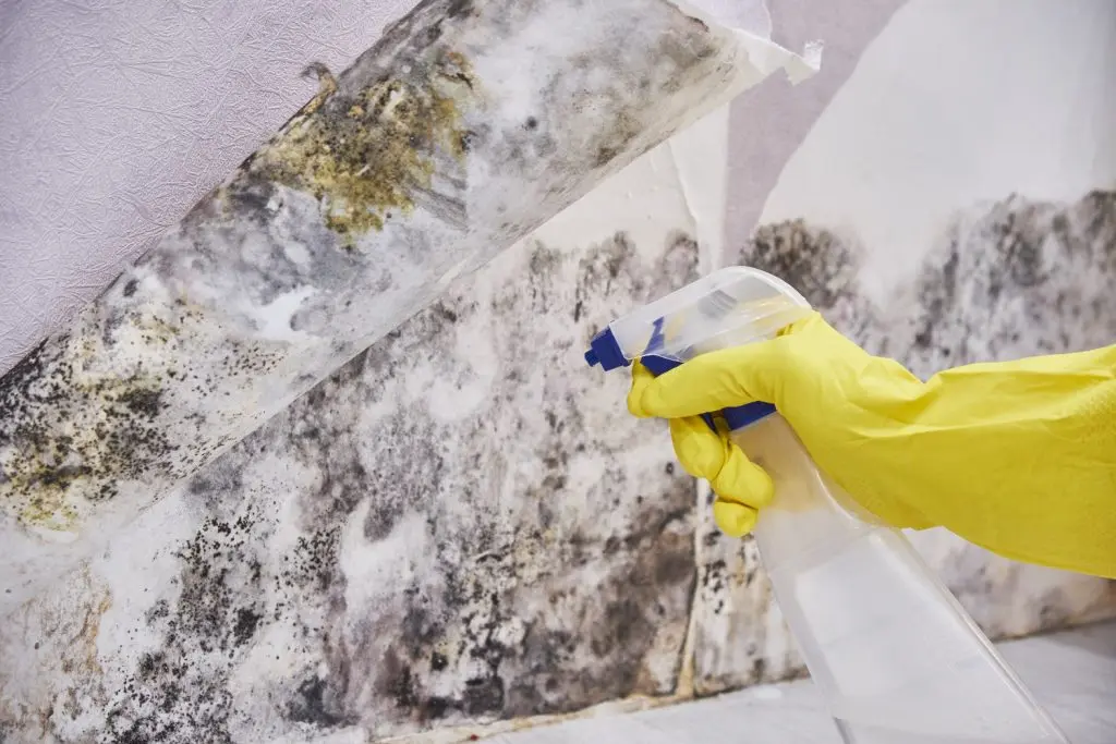 Mold