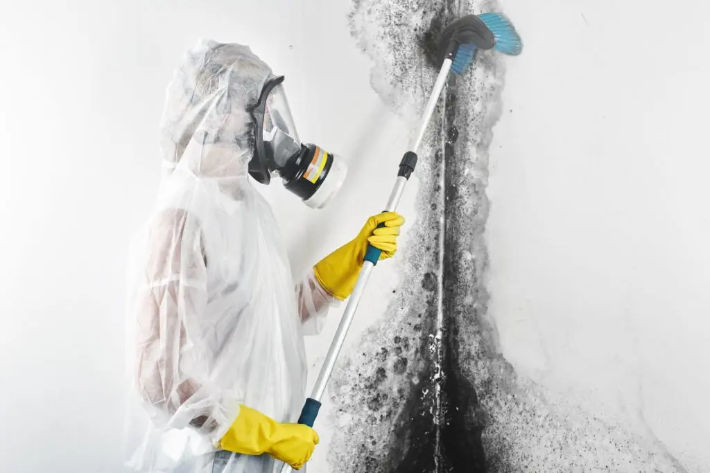 Mold Cleanup