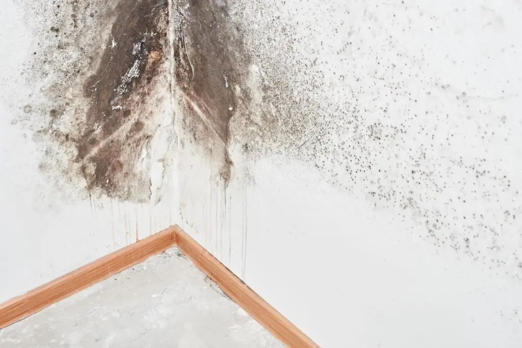 Mold Treatment