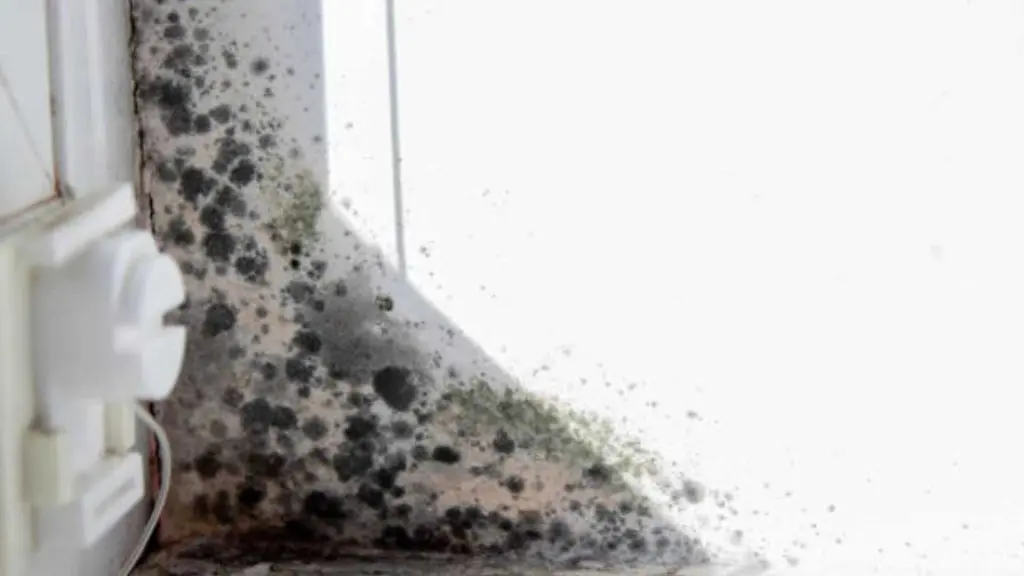 Mold Remediation during summer