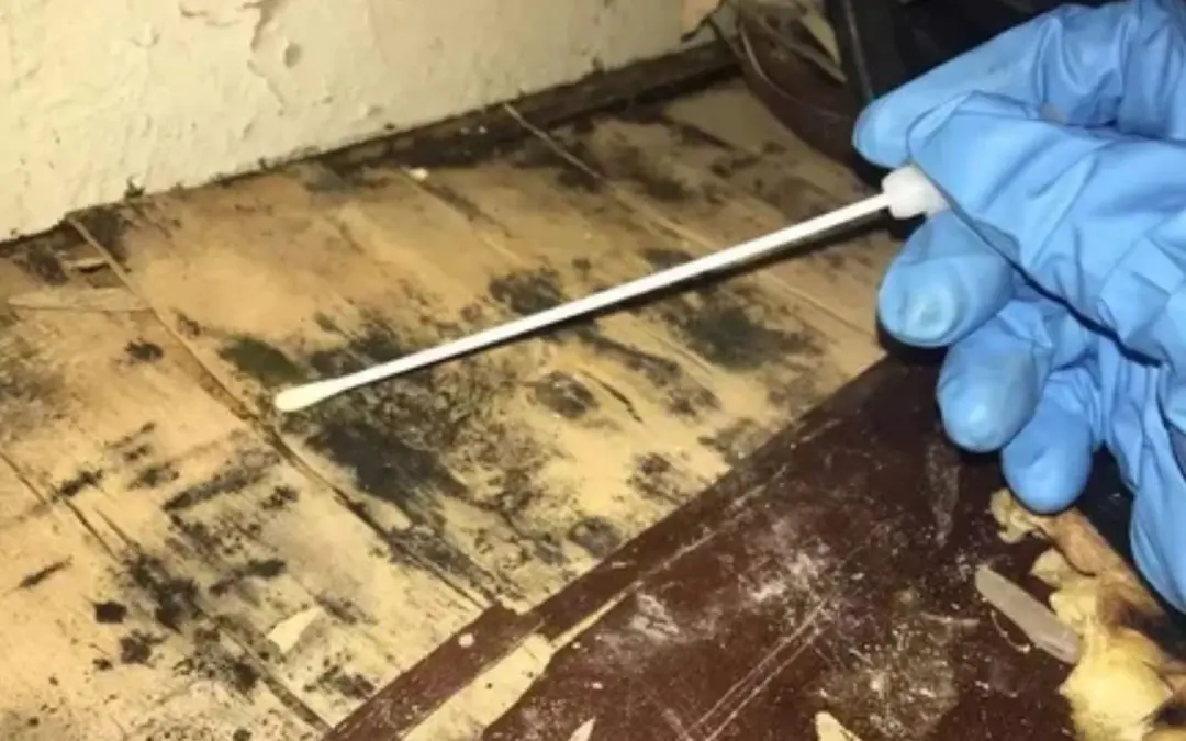 How Much Does Mold Remediation Cost in Donner Summit, CA?