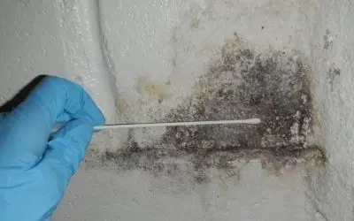 What Causes Mold Growth in Homes in Donner Summit, CA?