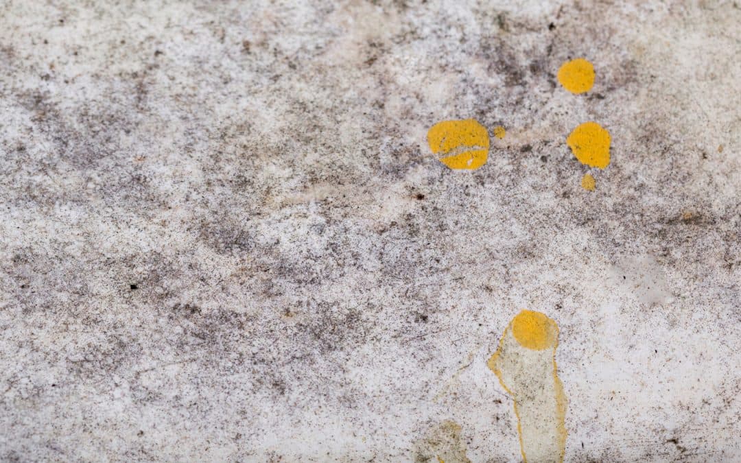 Stopping Mold Before It Spreads in Your Home