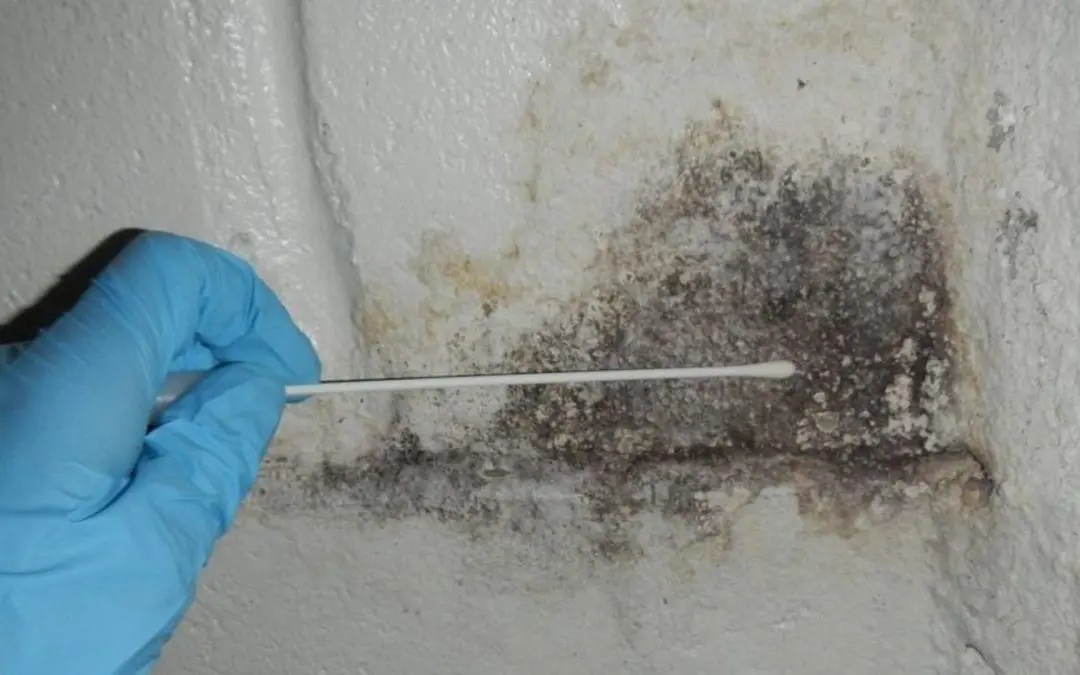 What Causes Mold Growth in Homes in Donner Summit, CA?