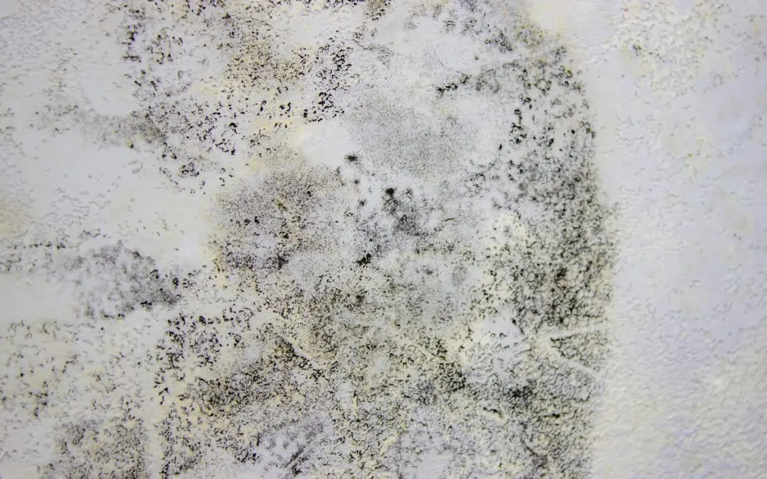 Surprising Ways Mold Can Damage Your San Bernardino Home