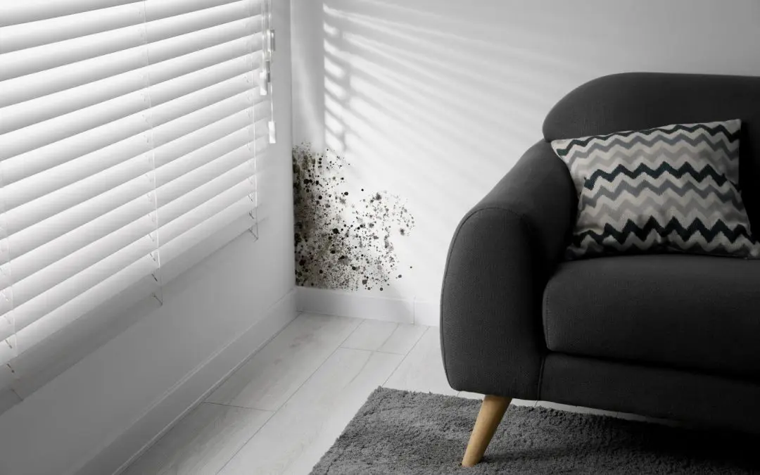 Combatting Mold: Tips and Tricks for Homeowners in Riverside
