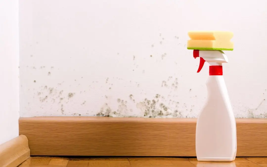 Essential Steps for Seamless Mold Mitigation