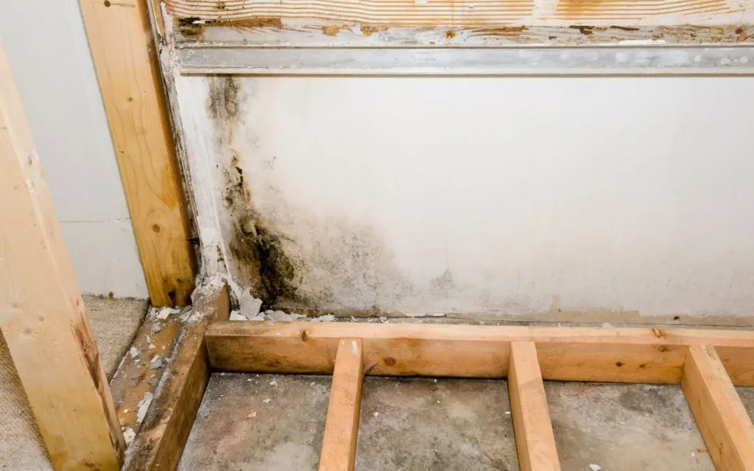 Seasonal Mold Prevention Tips for Riverside Homes