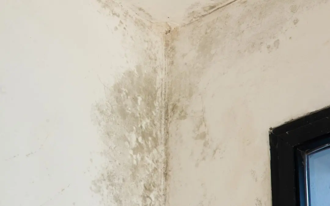 Common Signs Your San Bernardino Property Needs Mold Remediation