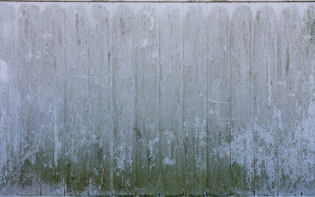 Mold Remediation: How to Identify, Prevent, and Remove Mold Safely and Effectively