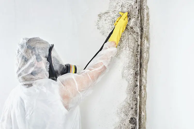 Crucial Mold Remediation for San Bernardino Residents