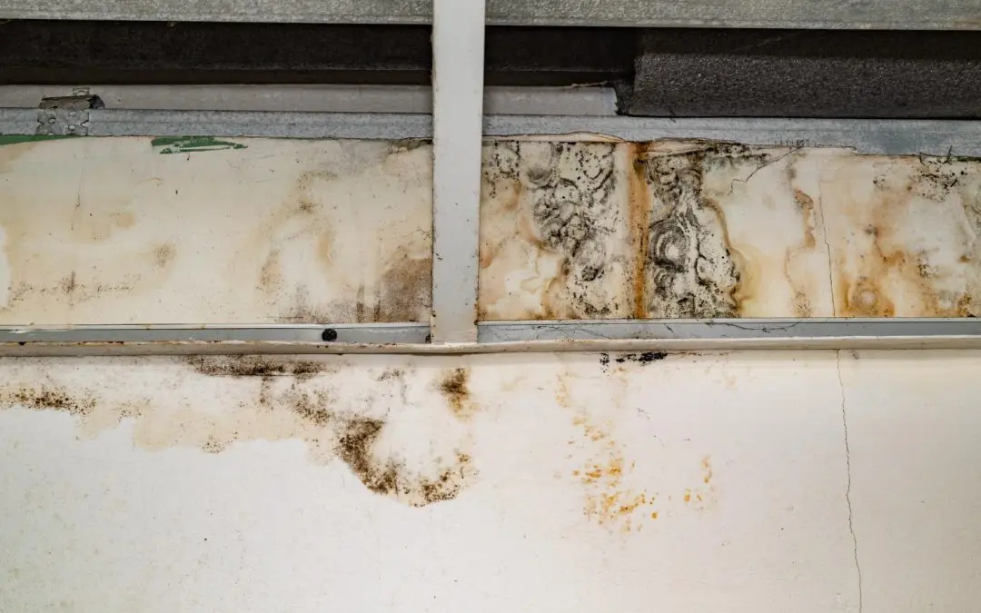 How Professional Mold Inspections Can Save Highland Homeowners Money