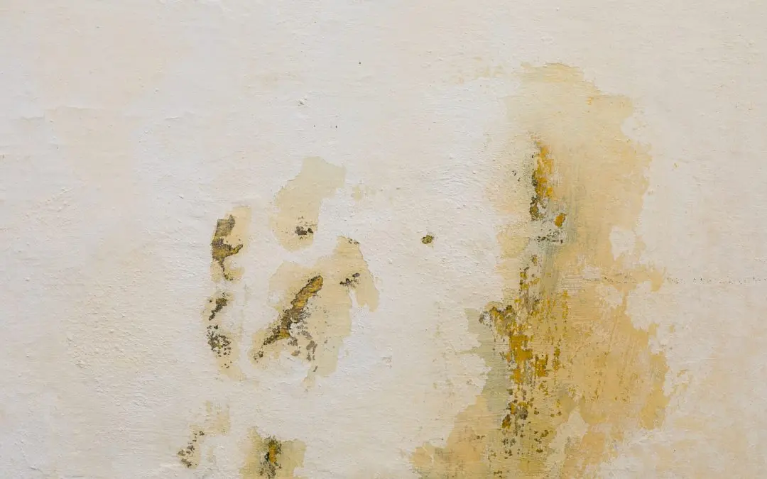 Preventing Mold Growth in Riverside Homes