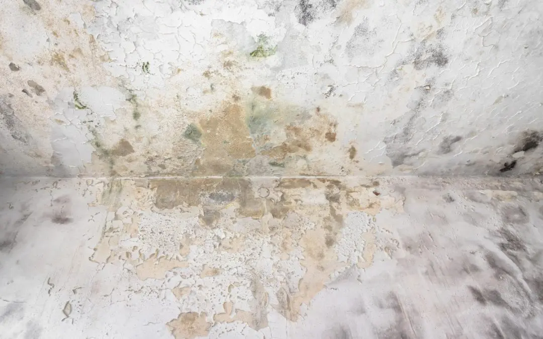 Riverside Homeowners: How to Spot Hidden Mold in Your Basement