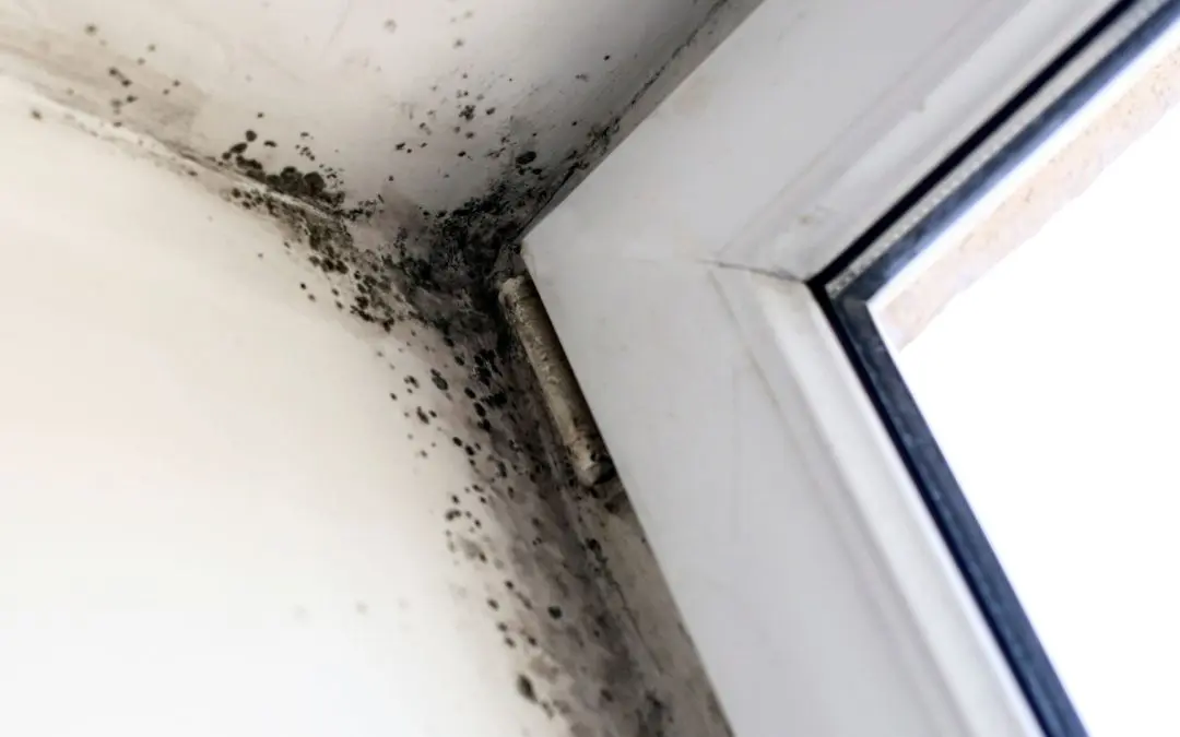 Why Emergency Mold Remediation Matters After July Water Damage in Redlands, CA
