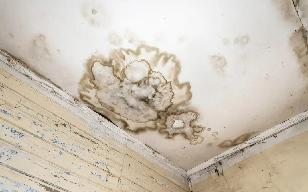 4 Indicators You Need a Mold Inspection in Your Highland, CA Home
