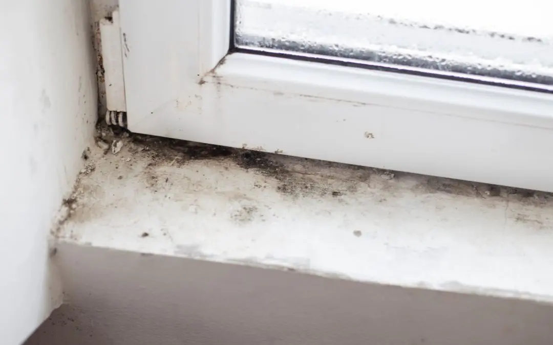Why Hire a Mold Company in Addison This July?