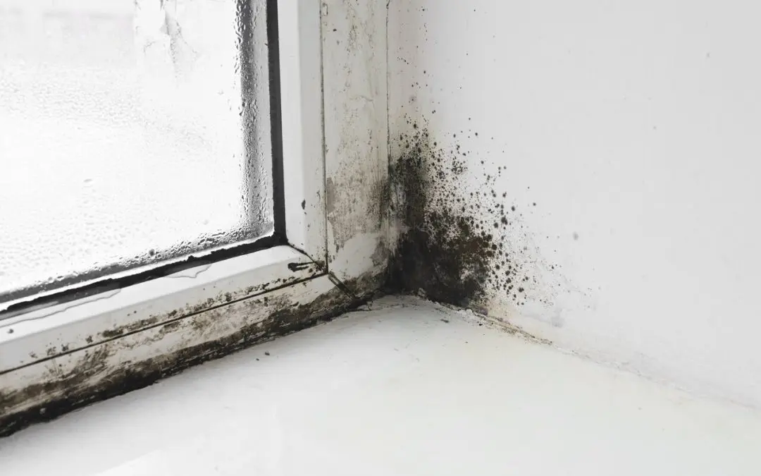The Vital Role of Mold Remediation in Preserving San Bernardino Households