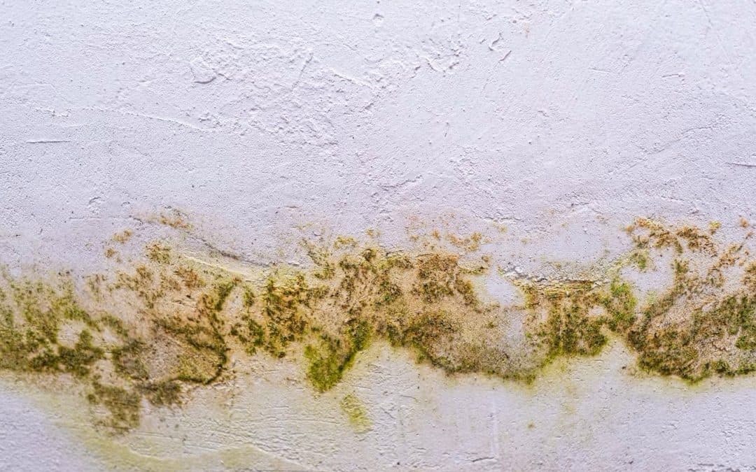 When Time is Everything: The Crucial Role of Rapid Mold Remediation.