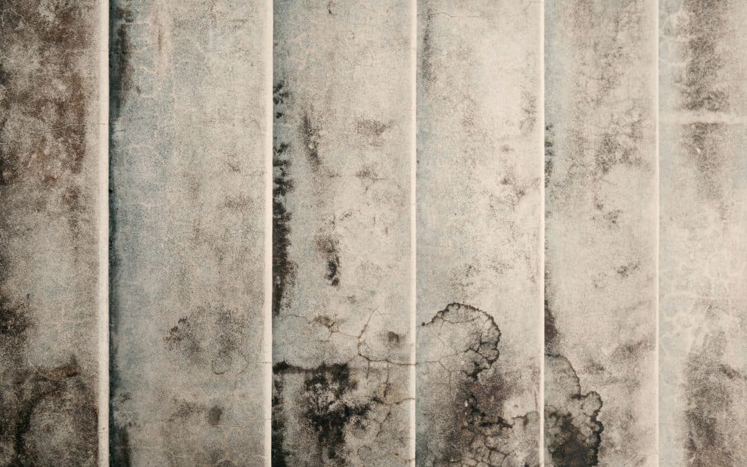 When Time is Everything: The Crucial Role of Rapid Mold Remediation