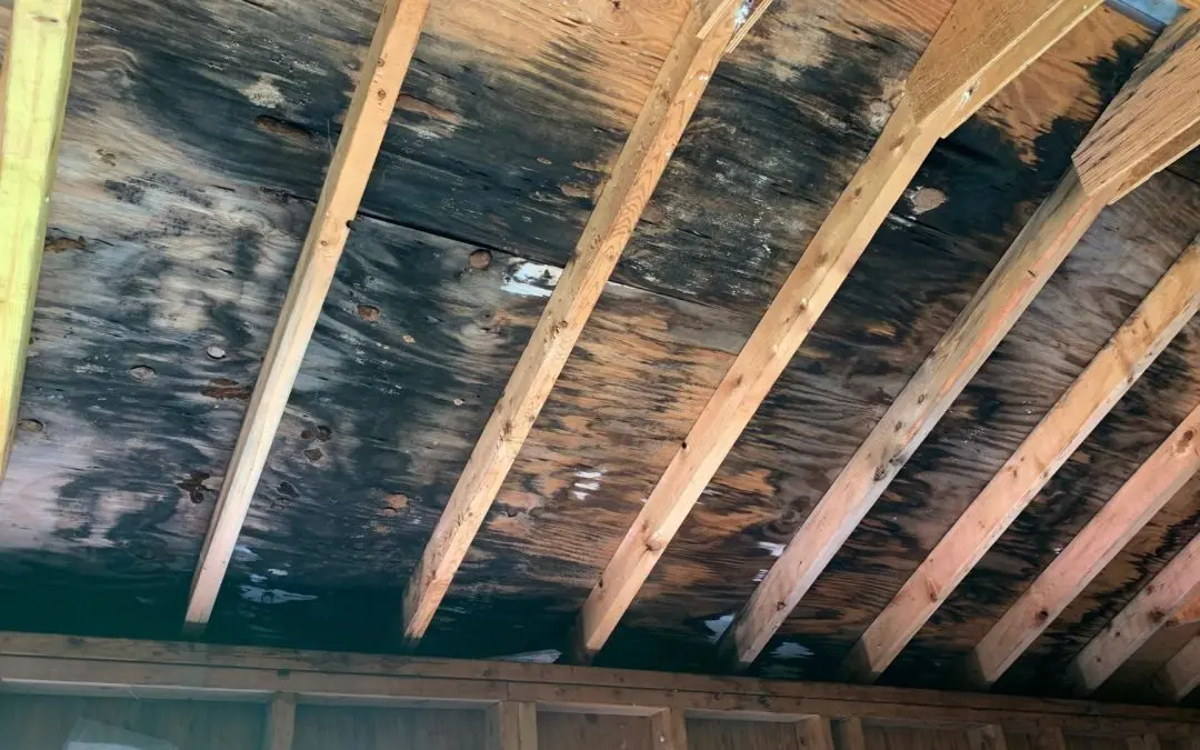 Top Mold Remediation Tips for Redlands, CA Homes During July Heat