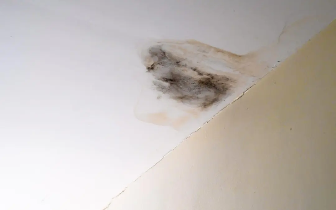 DIY Mold Removal Vs. Professional Mold Remediation