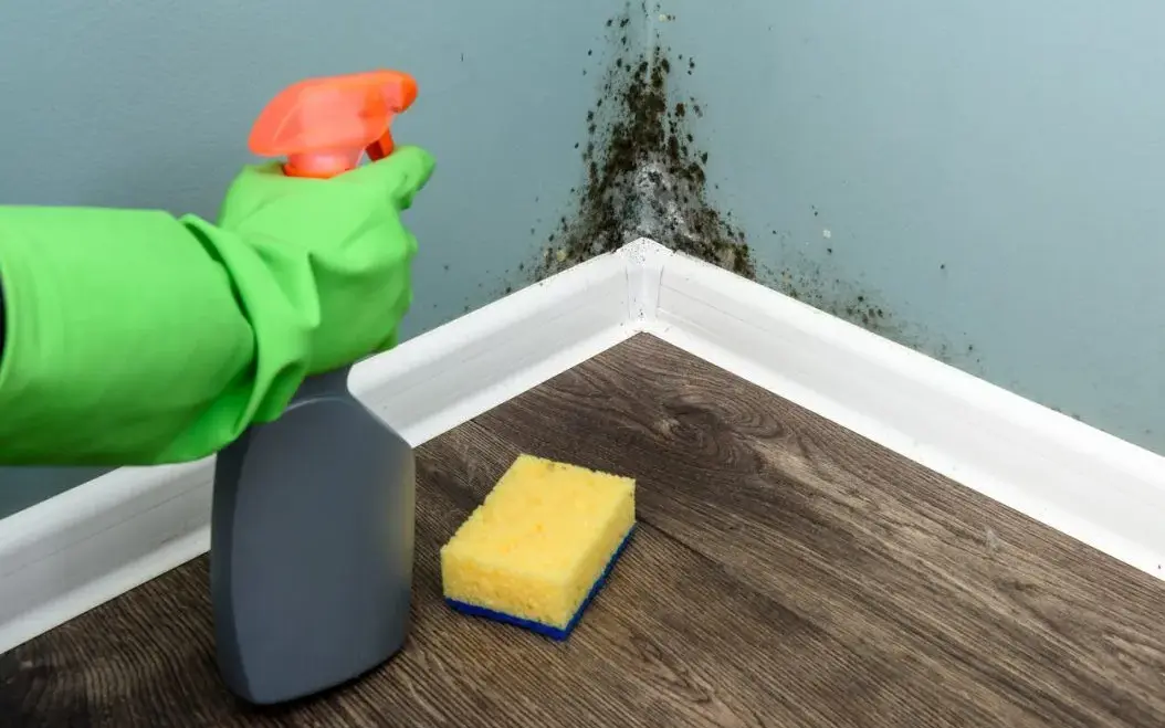 Mold Removal Myths Busted for Highland Homeowners
